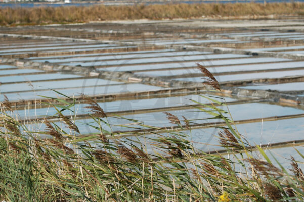 Interior of saltpans’ production area (Aveiro municipality, Ria de Aveiro region)