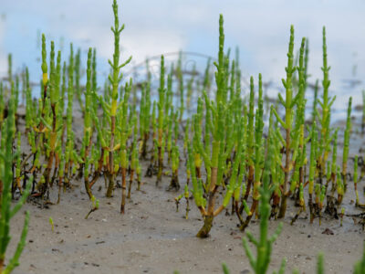 Salicornia ramosissima, halophytic flora from the saltpans, recently used for gastronomy and health purposes (Aveiro municipality, Ria de Aveiro region)