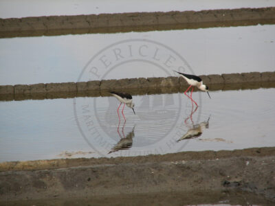 Himantopus himantopus, an avifauna species using saltpans as nesting sites (Aveiro municipality, Ria de Aveiro region)