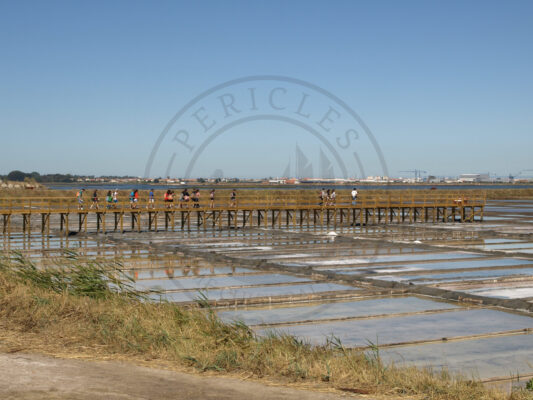 Birdwatching activity with students during Summer Academy (Santiago da Fonte saltpans - owned by the University of Aveiro, Aveiro municipality, Ria de Aveiro region)