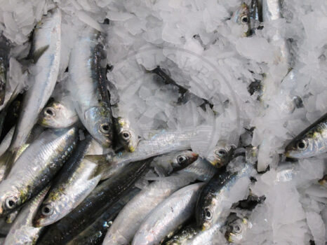 Anchovies, kavala fish market, Greece