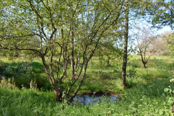 B1 - Wetland area - Locmariaquer (Gulf of Morbihan, Brittany) - Sybill HENRY