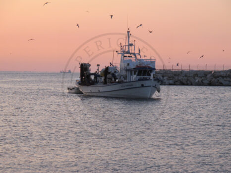 Kavala, fishing boat brings the catch to the fish auction house, Greece